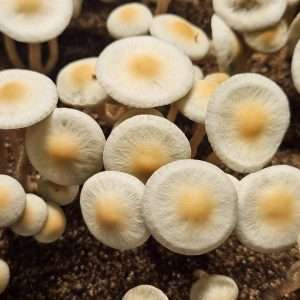 Panaeolus Cyanescens Weza, South Africa Spore Print