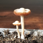 PHV Panaeolus Hybrid