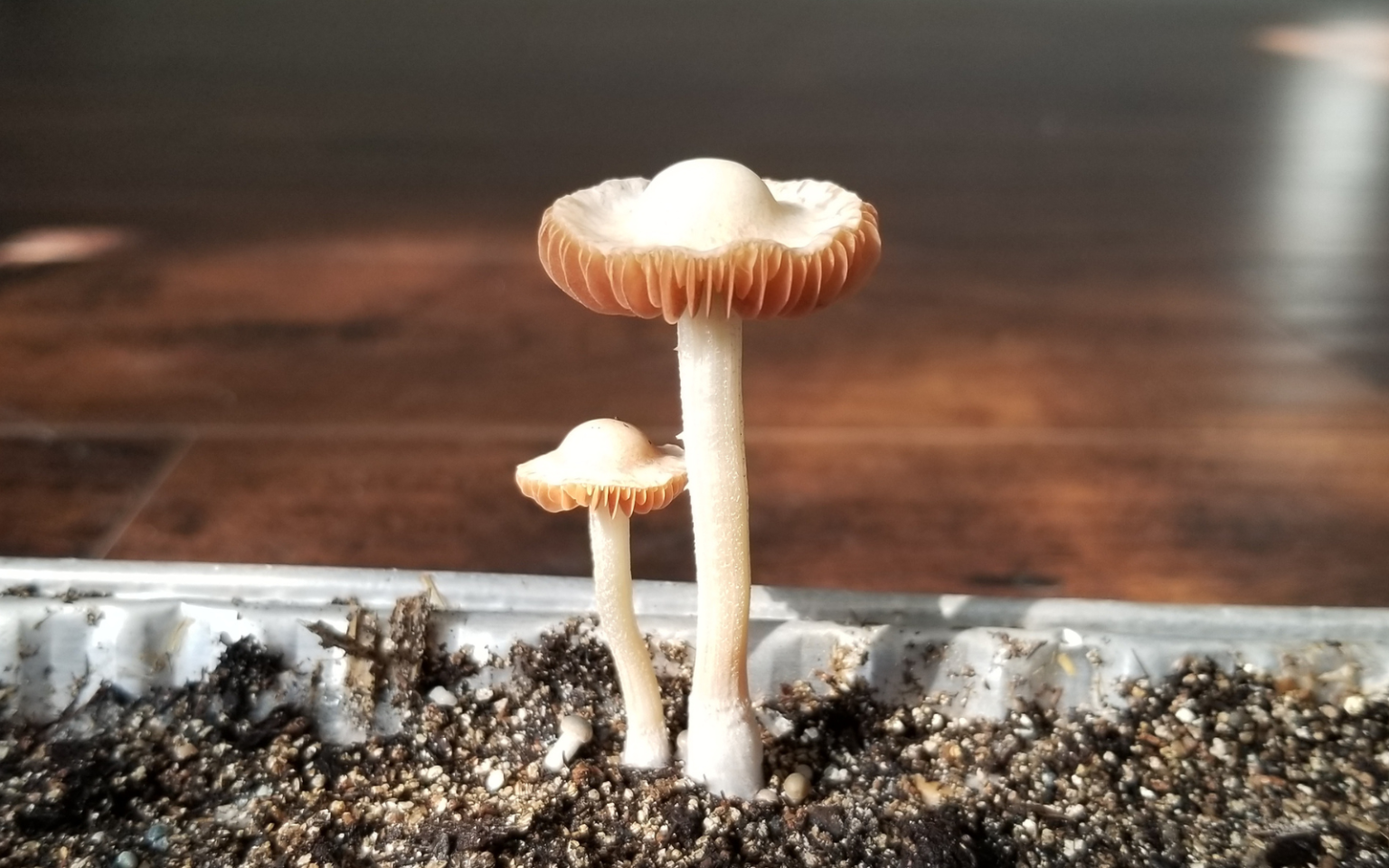 PHV Panaeolus Hybrid