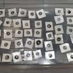 Pan Cyan Nec'D Spore Prints