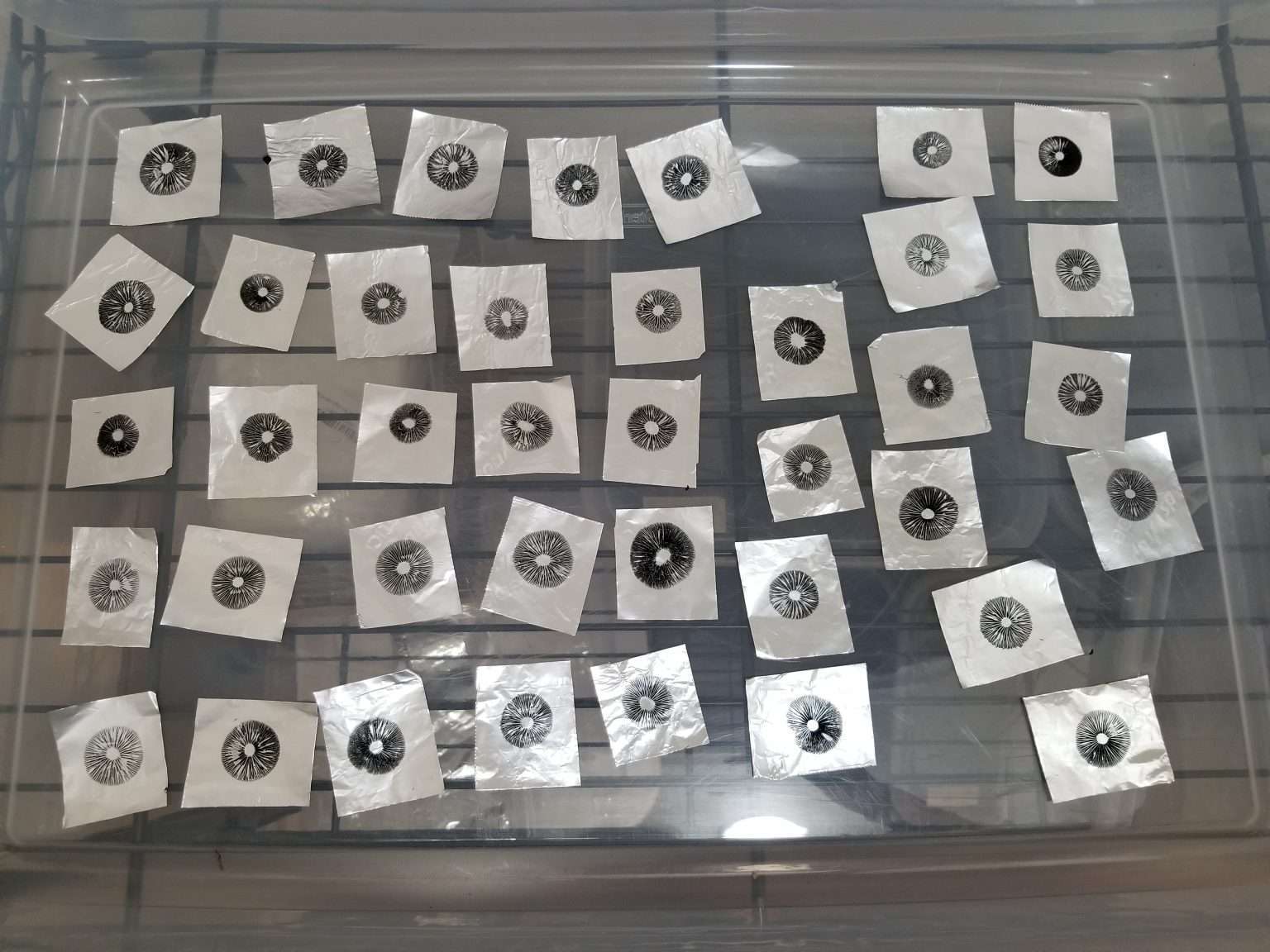 Pan Cyan Nec'D Spore Prints