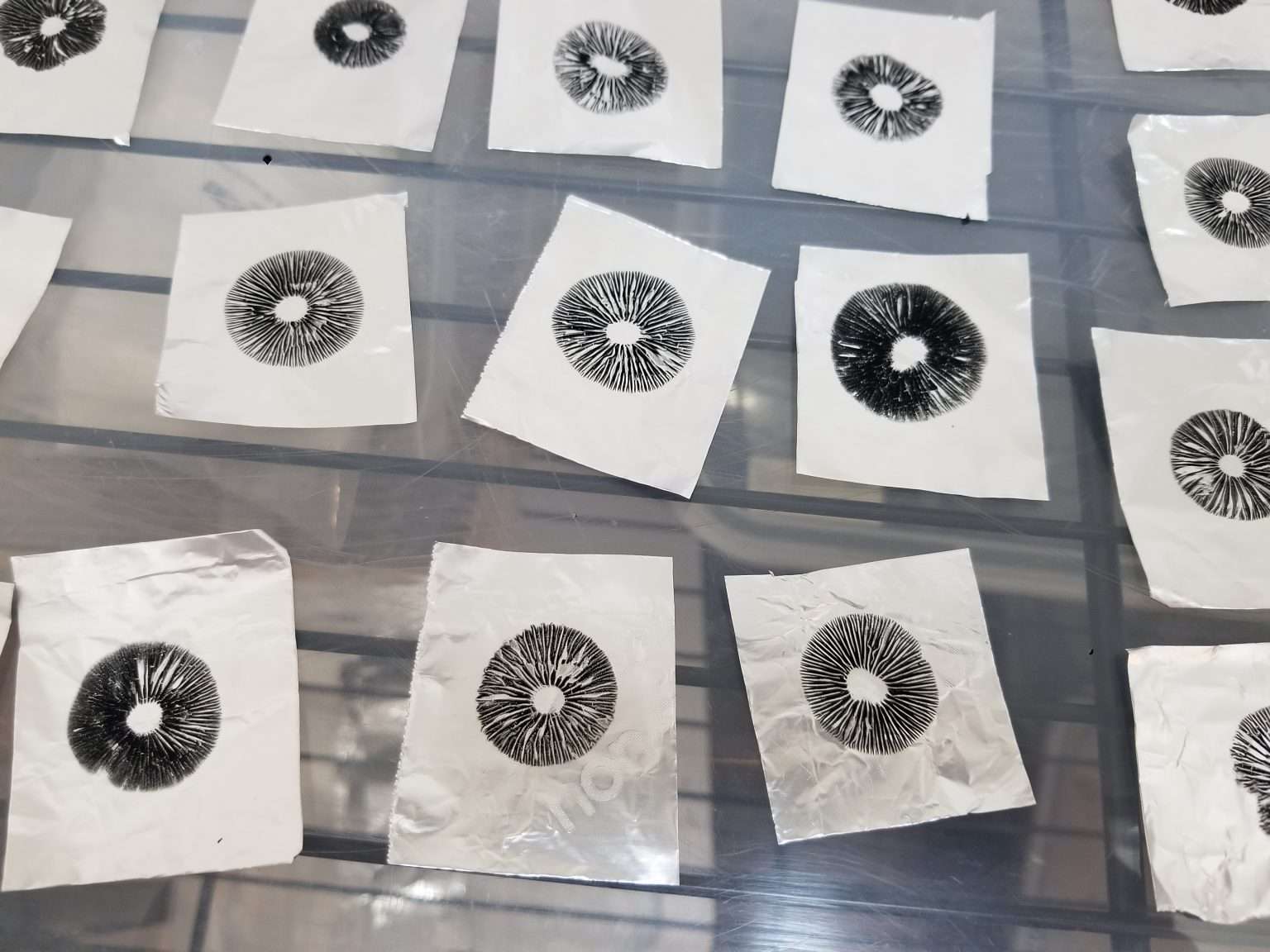 Pan Cyan Nec'D Spore Prints