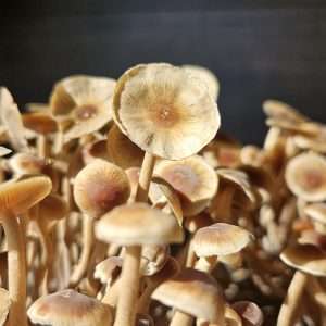 Psilocybe Tampanensis ATL7 Spore Print