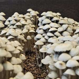 Panaeolus Cyanescens TTBVI (Tamarind Tree British Virgin Islands) Spore Print