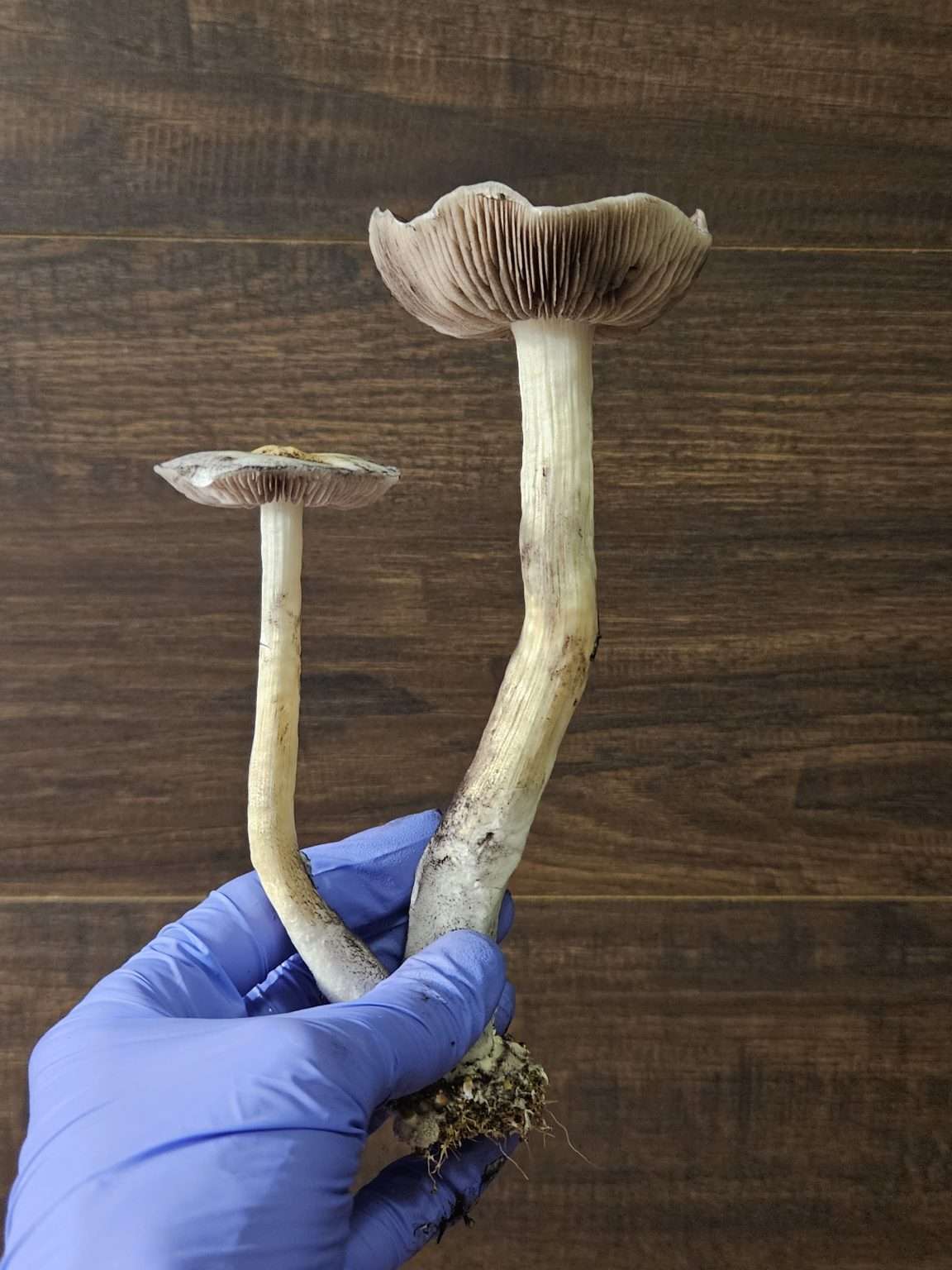 A hand wearing a blue glove holds two large cubensis with long white stems and wide, brown gills, against a wooden background.