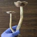 A hand wearing a blue glove holds two large cubensis with long white stems and wide, brown gills, against a wooden background.