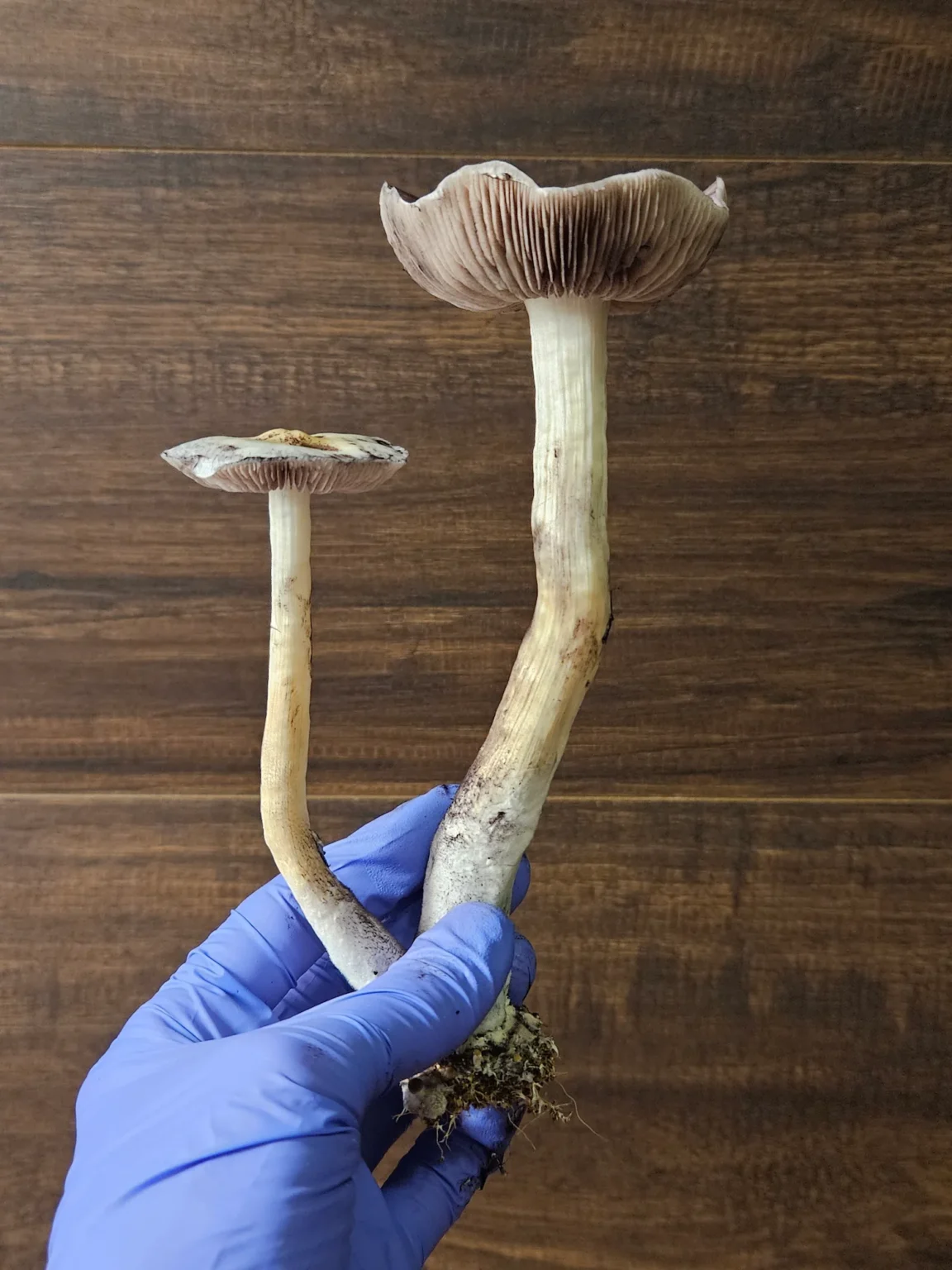A hand wearing a blue glove holds two large Psilocybe Cubensis Aztec God mushrooms with long stems and wide, brown gills. The background is a wooden surface.