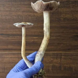 A hand wearing a blue glove holds two large Psilocybe Cubensis Aztec God mushrooms with long stems and wide, brown gills. The background is a wooden surface.