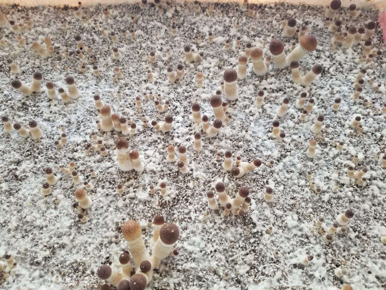 A close-up view of young Aztec God P. cubensis with brown caps and pale stems growing densely in substrate.
