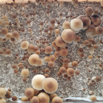 A birds eye view of a rectangular container filled with clusters of brown and tan cubensis mushrooms at various stages of growth.