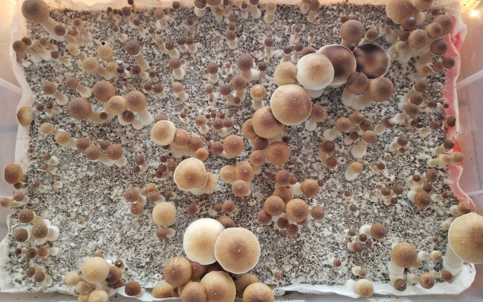A birds eye view of a rectangular container filled with clusters of brown and tan cubensis mushrooms at various stages of growth.