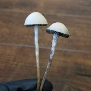 Panaeolus Cyanescens Bunnell, FL Spore Print
