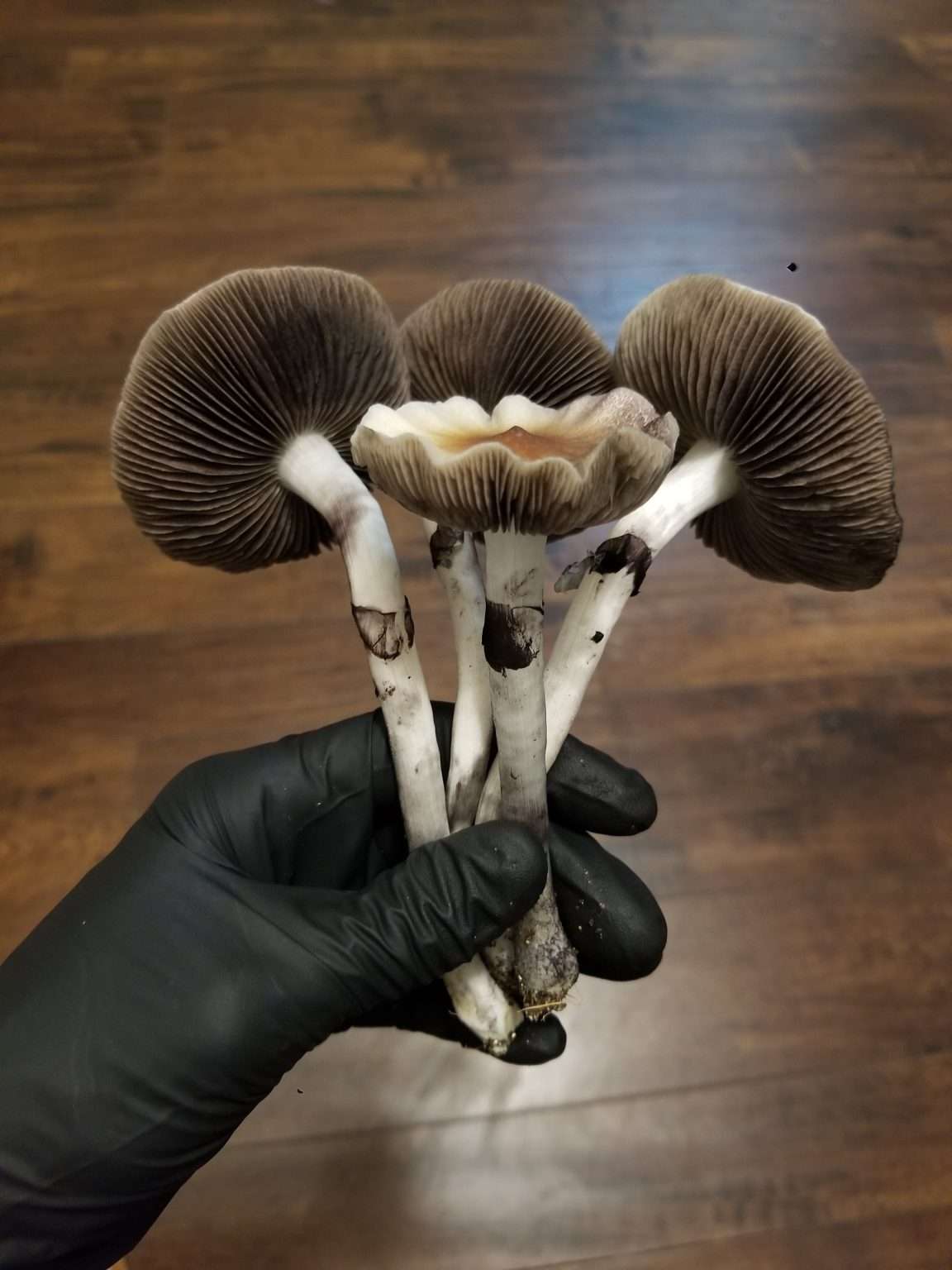 A beautiful handful of Elephant Gate cubensis. They ahve dark gills, thick stems and ruffled caps.