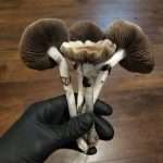 A beautiful handful of Elephant Gate cubensis. They ahve dark gills, thick stems and ruffled caps.