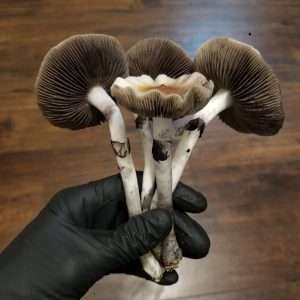 A beautiful handful of Elephant Gate cubensis. They ahve dark gills, thick stems and ruffled caps.