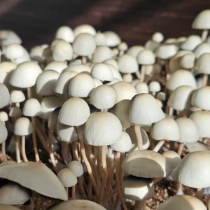 A cluster of panaeolus cyanescens from Grasstree, Australia grows closely together. Sunlight filters through, highlighting the caps and creating a contrast with the shadowy background.