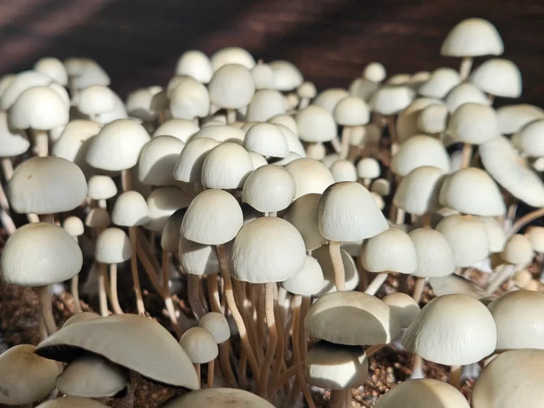 A cluster of panaeolus cyanescens from Grasstree, Australia grows closely together. Sunlight filters through, highlighting the caps and creating a contrast with the shadowy background.