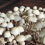 A cluster pan cyans densely packed together. The mushrooms have thin stems and rounded caps, growing amid some soil or organic material. The lighting highlights the smooth texture of the caps, creating a contrast with the darker background.