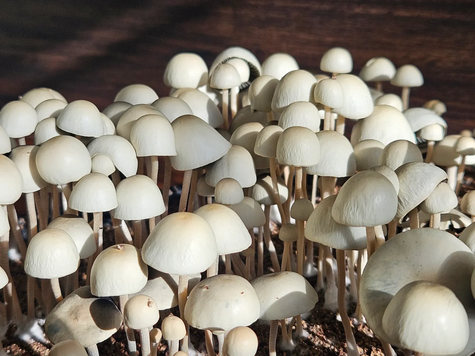 A cluster pan cyans densely packed together. The mushrooms have thin stems and rounded caps, growing amid some soil or organic material. The lighting highlights the smooth texture of the caps, creating a contrast with the darker background.