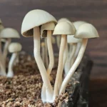 Close-up of several panaeolus cyanecesns from Grasstree, Australia. The mushrooms have thin stems, rounded caps, and are growing out of a dark, soil-like substrate. The background is a blurred woody texture, highlighting the mushrooms in the foreground.