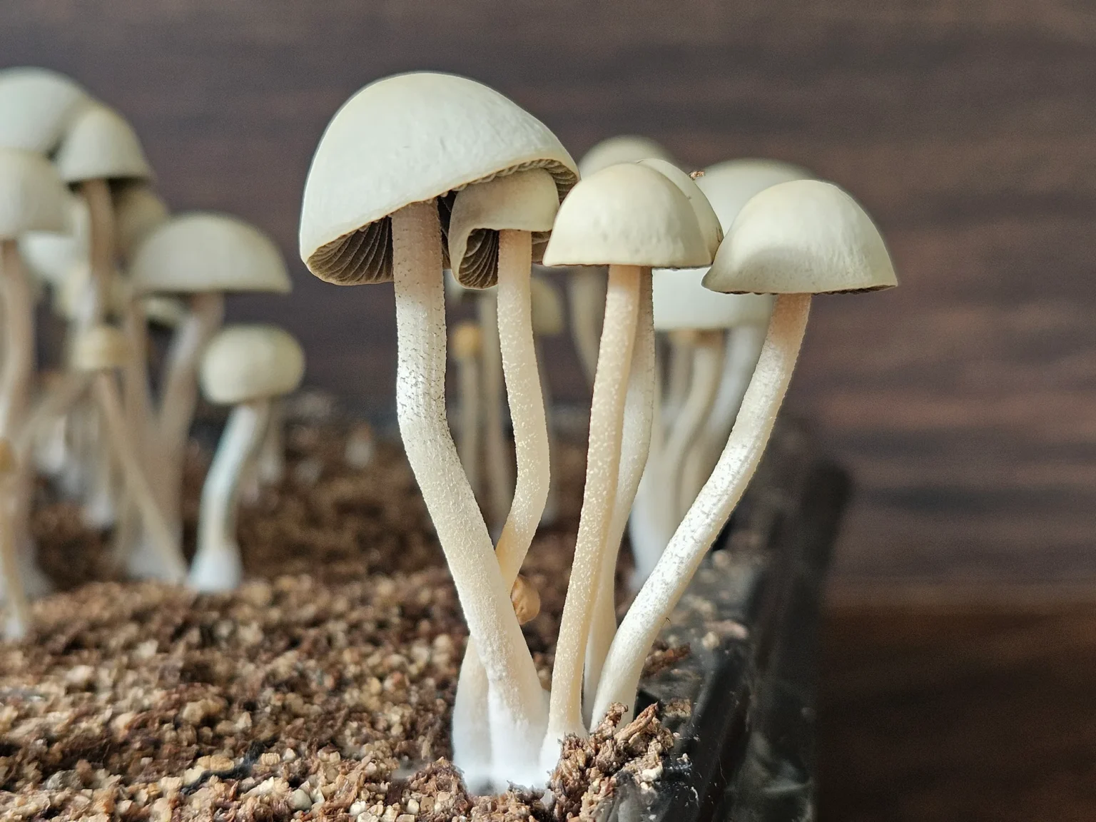 Close-up of several panaeolus cyanecesns from Grasstree, Australia. The mushrooms have thin stems, rounded caps, and are growing out of a dark, soil-like substrate. The background is a blurred woody texture, highlighting the mushrooms in the foreground.