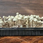 A black rectangular seedling tray filled with pan cyans at various stages of growth. The mushrooms have thin stems and conical caps. The tray is placed on a wooden floor with a dark brown wooden panel backdrop.