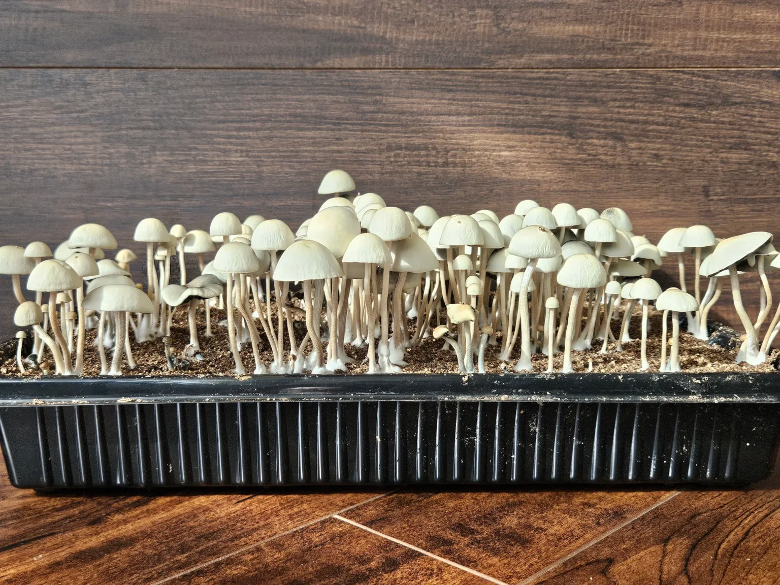 A black rectangular seedling tray filled with pan cyans at various stages of growth. The mushrooms have thin stems and conical caps. The tray is placed on a wooden floor with a dark brown wooden panel backdrop.