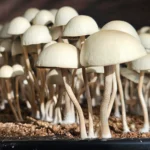 A close up of panaeolus cyanescens from Grasstree, Australia with large, smooth, rounded caps. They are illuminated by natural light, highlighting their textures and details against a dark background.