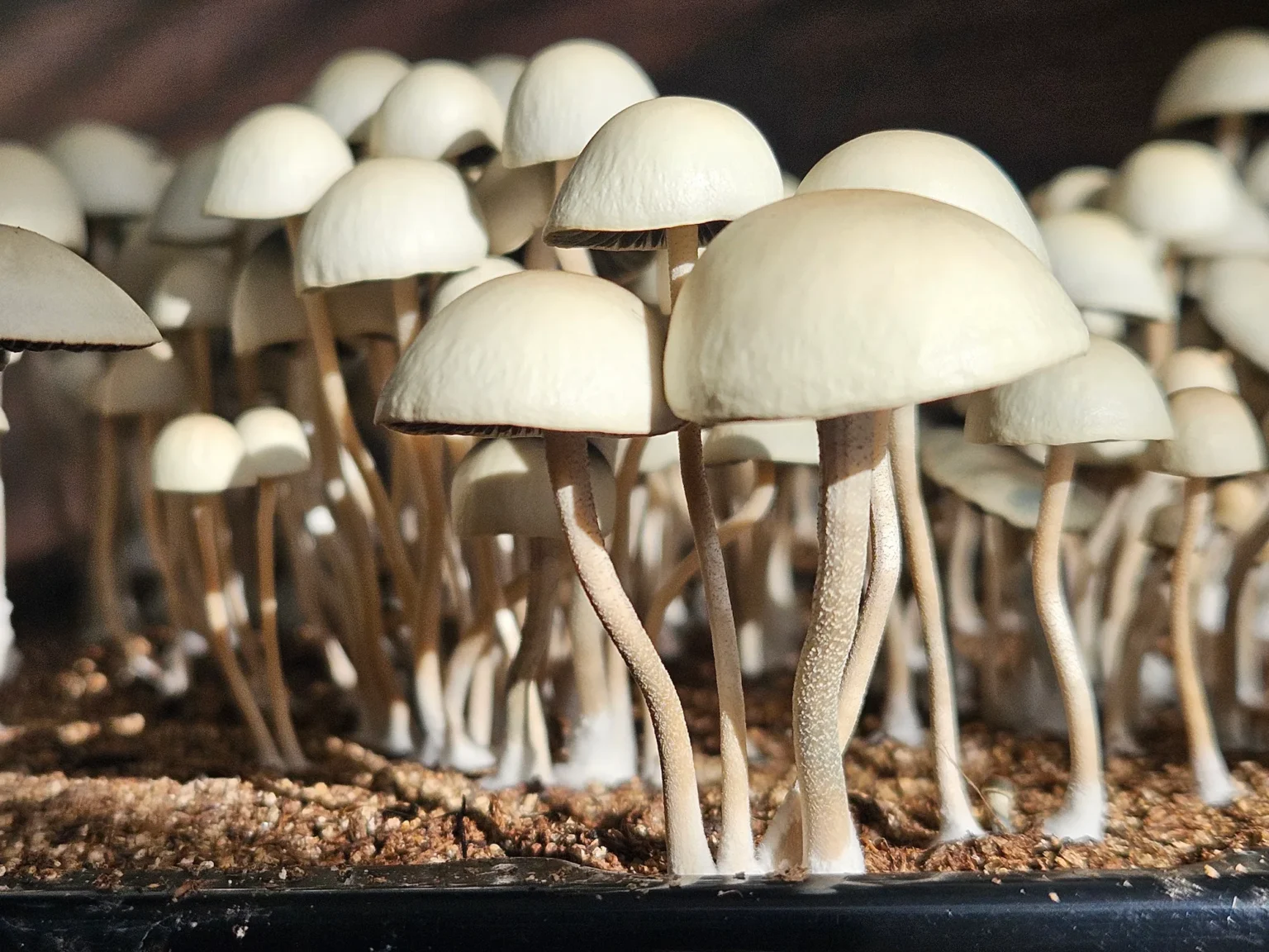 A close up of panaeolus cyanescens from Grasstree, Australia with large, smooth, rounded caps. They are illuminated by natural light, highlighting their textures and details against a dark background.