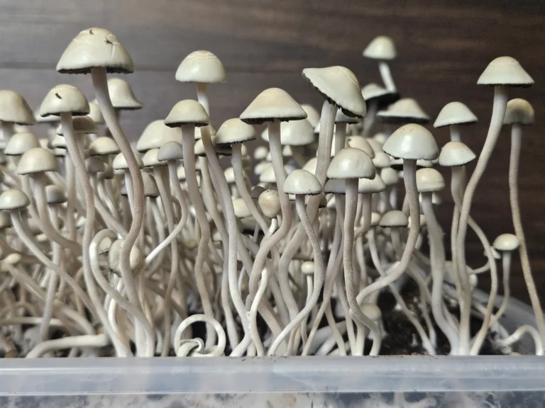 Close up of mature, Panaeolus cyanescens Nec'D mushrooms against a dark wooden background.