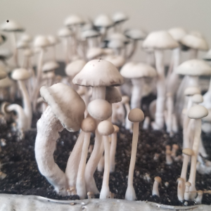 Panaeolus Hybrid Nec'D (Nec-divino the wizard) Spore Print
