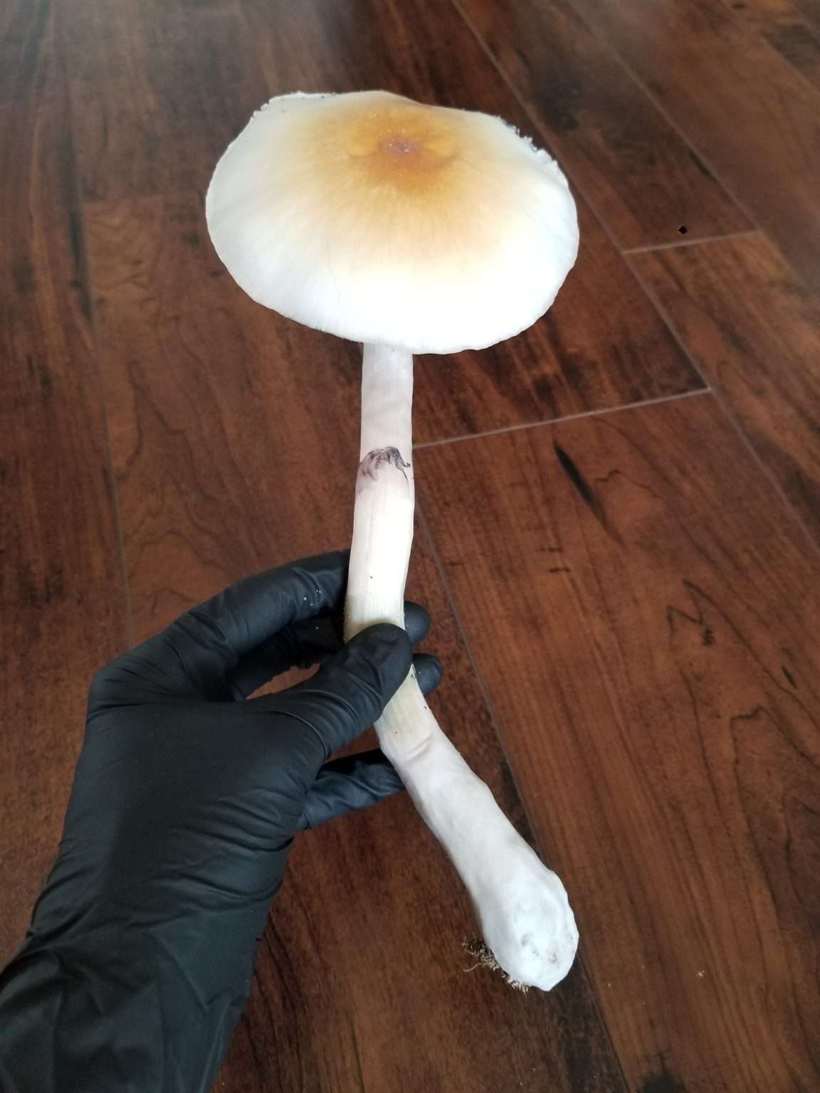 A person wearing a black glove holds a large pale Psilocybe cubensis mushroom with a yellowish-brown cap and a long stem over a wooden floor.