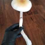 A person wearing a black glove holds a large pale Psilocybe cubensis mushroom with a yellowish-brown cap and a long stem over a wooden floor.