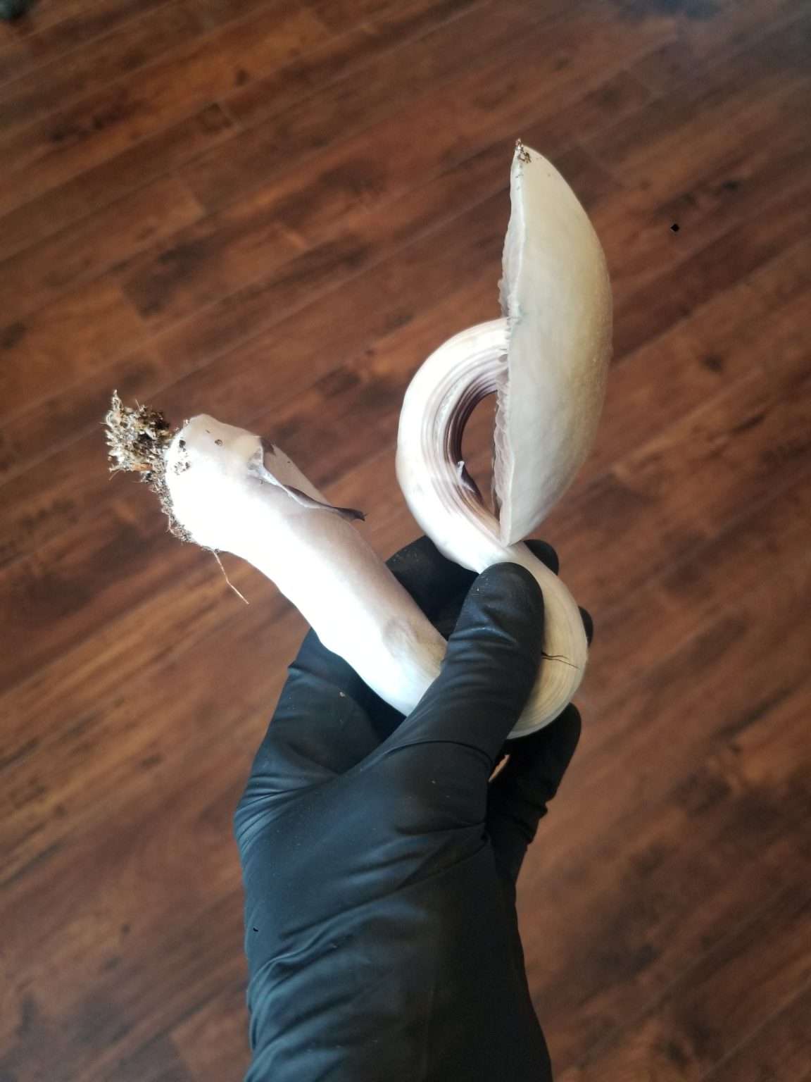 A close up view of a large, Psilocybe cubensis mushroom against a wooden background.