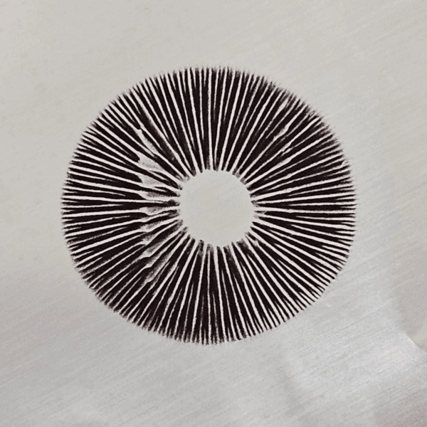 A circular spore print on an aluminum foil surface showcases a radiating pattern of dark brown lines, creating a symmetrical design centered around a pristine silver circle.