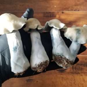 Psilocybe Cubensis Yeti Swab Set