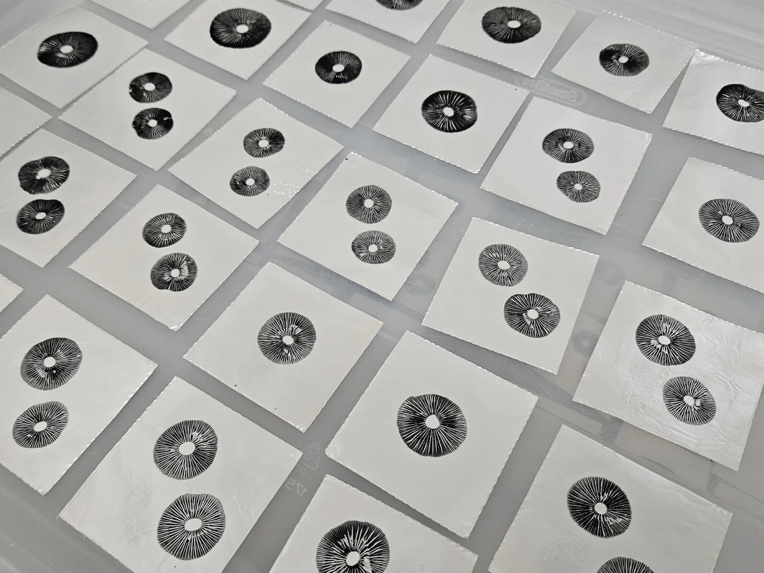 Close up shot of Panaeolus cyancescens Nec'D spore prints on aluminum foil.
