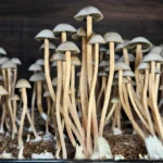 A close-up of a dense cluster of tall, thin-stemmed mushrooms with small, rounded caps, growing from a bed of soil. The mushrooms vary in height, creating a visually textured and layered scene. The background is dark, highlighting the light-colored fungi.