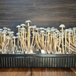 A black plastic container holds a dense cluster of tall, slender mushrooms with light-colored caps and stems. The mushrooms are growing from a dark, soil-like medium. The background features a dark wooden surface.