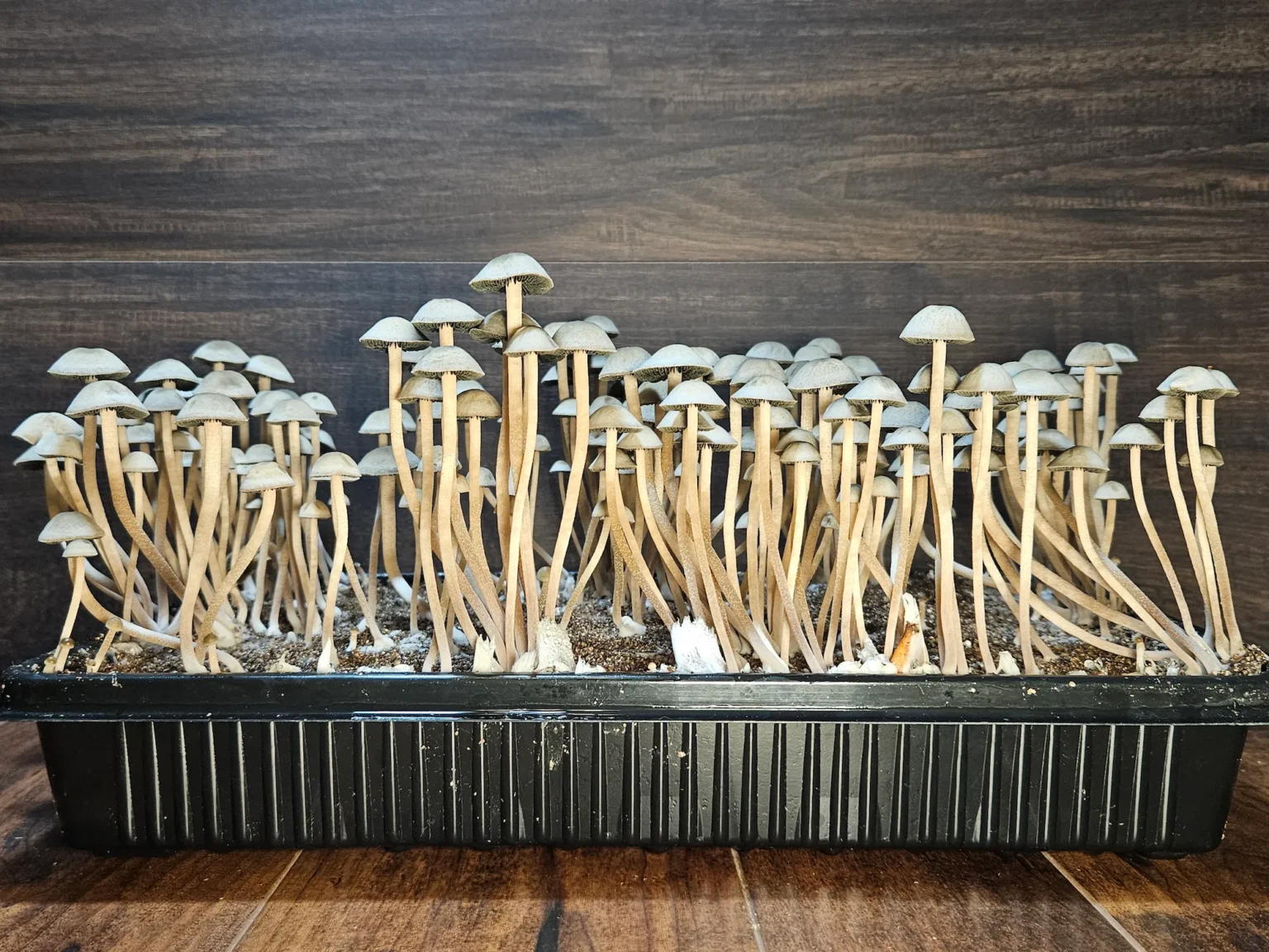 A black plastic container holds a dense cluster of tall, slender mushrooms with light-colored caps and stems. The mushrooms are growing from a dark, soil-like medium. The background features a dark wooden surface.