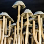 A cluster of tall, thin mushrooms with light brown stems and small, greyish caps are closely grouped together. The background is dark, highlighting the delicate details of the mushrooms' gills and stems.