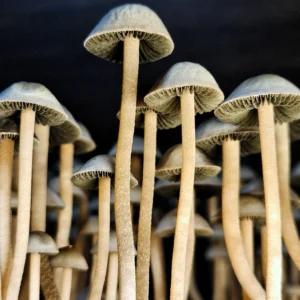 A cluster of tall, thin mushrooms with light brown stems and small, greyish caps are closely grouped together. The background is dark, highlighting the delicate details of the mushrooms' gills and stems.