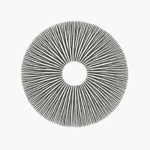 modern, minimalist ink sketch of a cubensis spore print on a light grey background