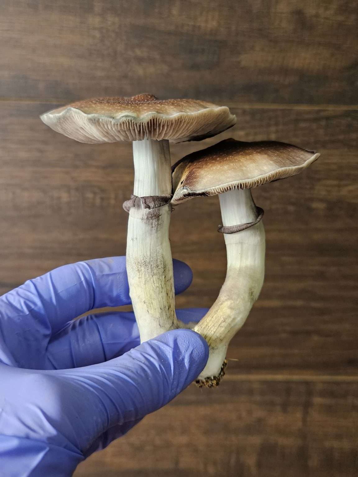 A gloved hand holds two large cubensis mushrooms with thick white stems and broad, brown caps against a wooden background.