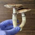 A gloved hand holds two large cubensis mushrooms with thick white stems and broad, brown caps against a wooden background.
