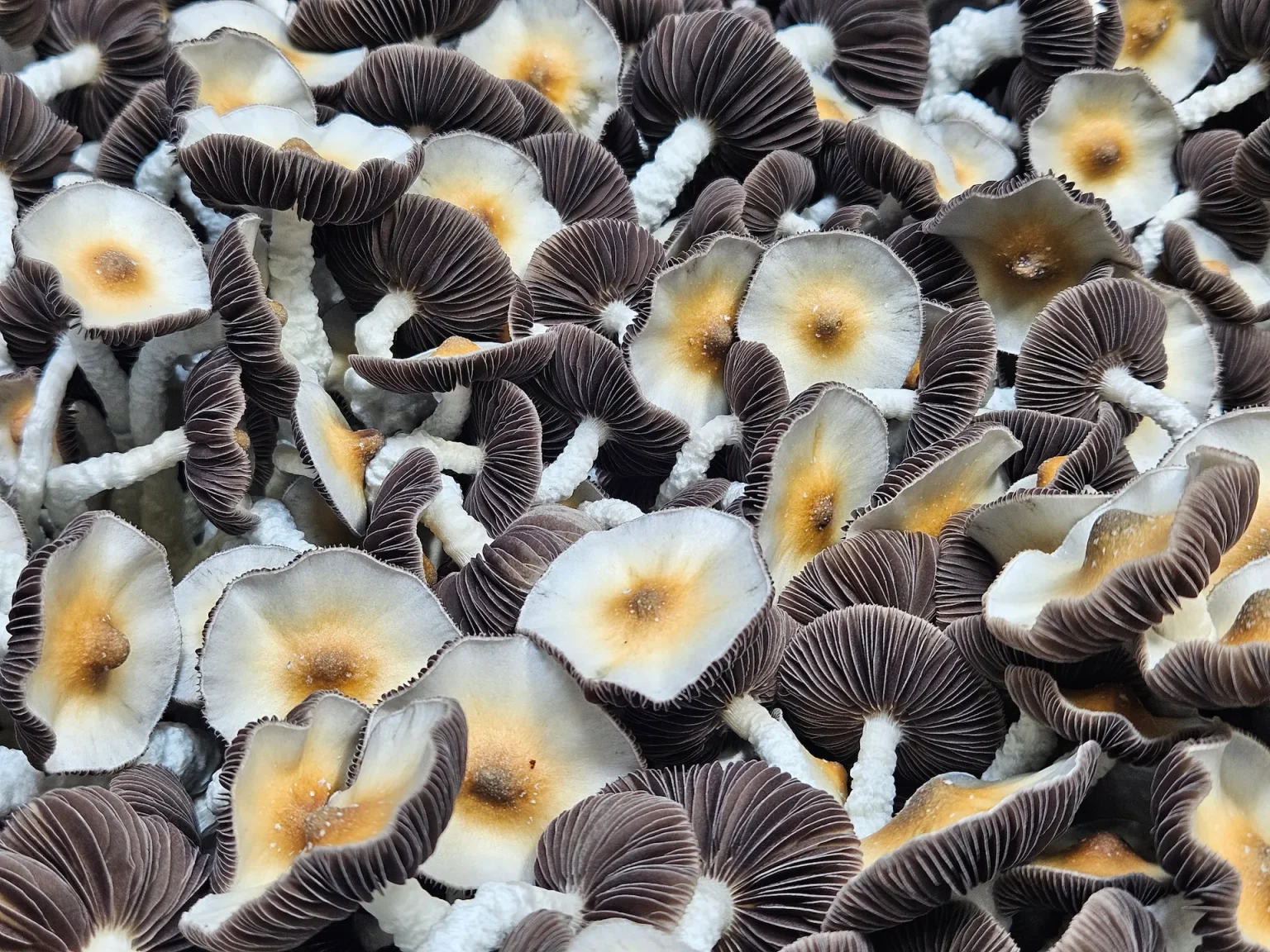 A cluster of Psilocybe Cubensis mushrooms with slender white stems and caps with white edges fading into brown centers. Their gills are clearly visible underneath the caps, creating a layered and intricate pattern.