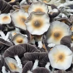 A close-up photo shows a cluster of mushrooms with white stems and brown caps. The caps have a lighter center and darker rims, while the gills underneath are a deep brown color. The mushrooms appear to be growing closely together.