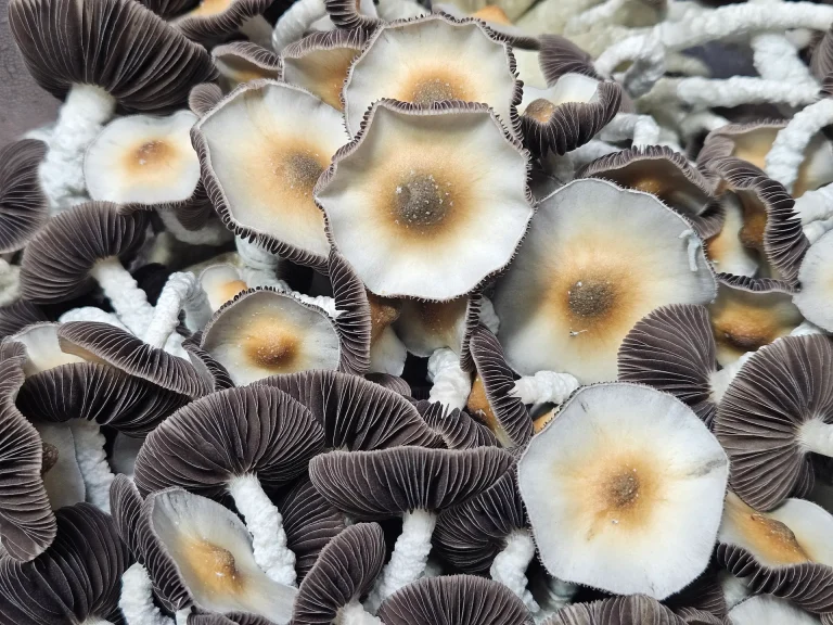 A close-up photo shows a cluster of mushrooms with white stems and brown caps. The caps have a lighter center and darker rims, while the gills underneath are a deep brown color. The mushrooms appear to be growing closely together.