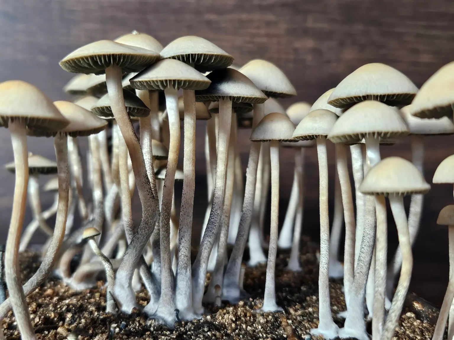 A cluster of tall, slender mushrooms with light gray stems and beige caps grow closely together in dark, earthy soil. The mushrooms have a slightly angled posture, and the wooden background contrasts their light coloration.