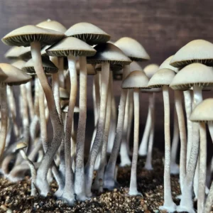 A cluster of tall, slender mushrooms with light gray stems and beige caps grow closely together in dark, earthy soil. The mushrooms have a slightly angled posture, and the wooden background contrasts their light coloration.
